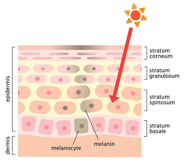 Tế bào melanocytes sản sinh melanin quá mức sẽ dẫn đến nám da